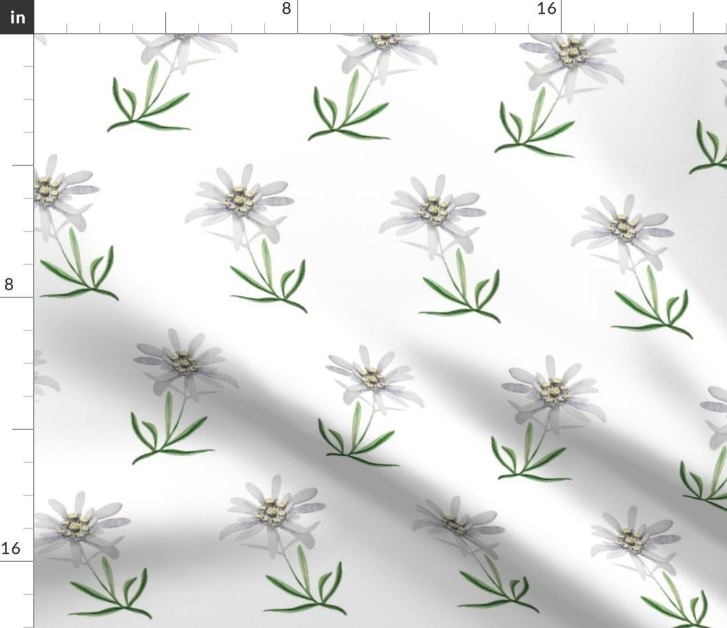 edelweiss-flower-watercolor-pattern-2