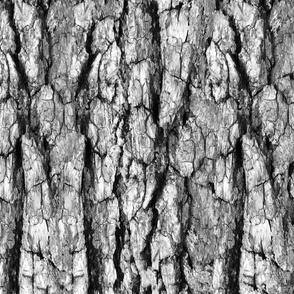Gray Tree Bark