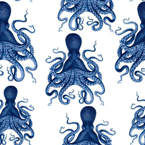 Navy octopus verrucosus