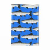 Atlantic Salmon on sea blue