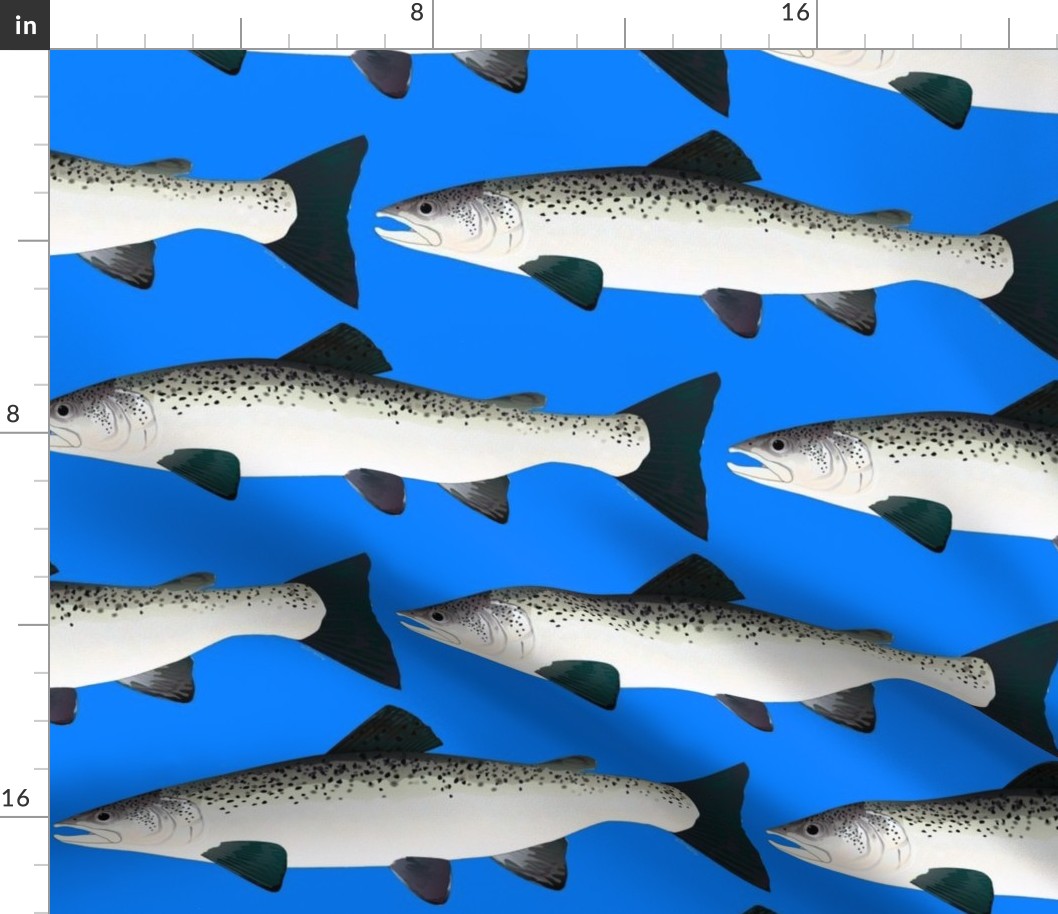 Atlantic Salmon on sea blue