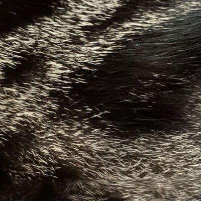 Cat Fur 01