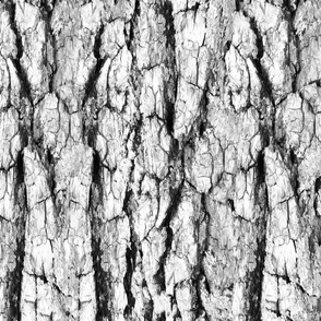 bright tree bark 