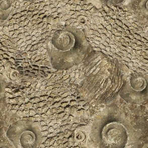 Ordovician Fossils – Large Scale