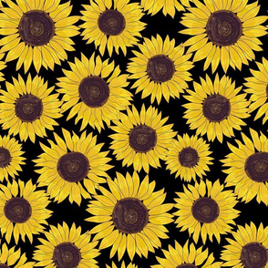sunflower 6