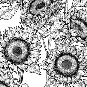 Sunflowers in black and white, big size