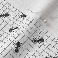 Ant insects on a grid paper