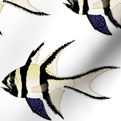 Banggai Cardinalfish