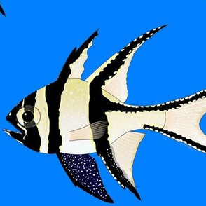 Banggai Cardinalfish on sea blue