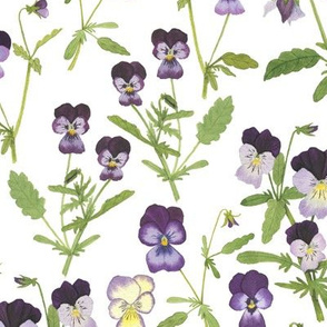 Large Scale Watercolor Viola Flowers