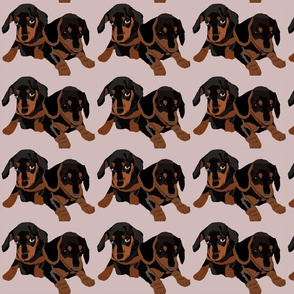 Dachshund Puppies-Small