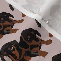 Dachshund Puppies-Mini