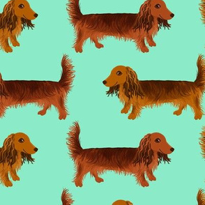 Long Haired Dachshunds