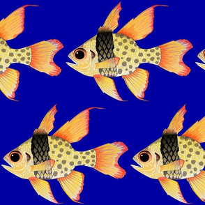 Pajama Cardinalfish on dark blue