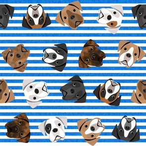 boxer dogs fabric - tossed dogs - bright blue stripe