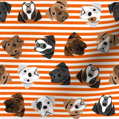 boxer dogs fabric - tossed dogs - orange stripe
