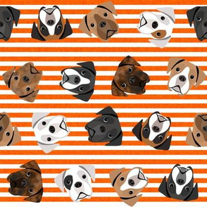 boxer dogs fabric - tossed dogs - orange stripe