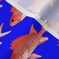 Hawaiian Squirrelfish on deep blue