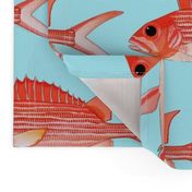 Hawaiian Squirrelfish on light blue