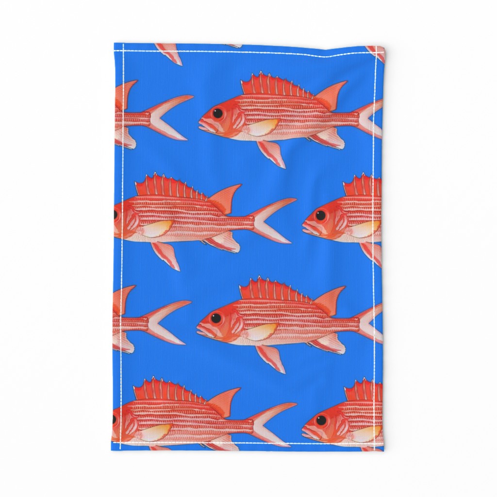 Hawaiian Squirrelfish on sea blue