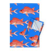 Hawaiian Squirrelfish on sea blue