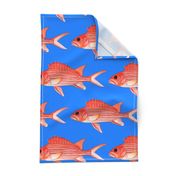 Hawaiian Squirrelfish on sea blue