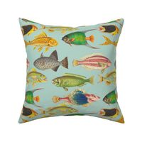 12"  Vintage Colorful Ocean Fishes Sepia Mint 