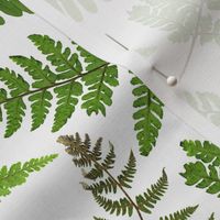 8" Pressed and dried Fern leaves - fern fabric, fern pattern on white 