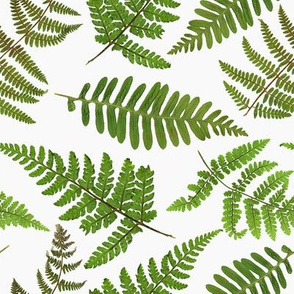 8" Pressed and dried Fern leaves - fern fabric, fern pattern on white 