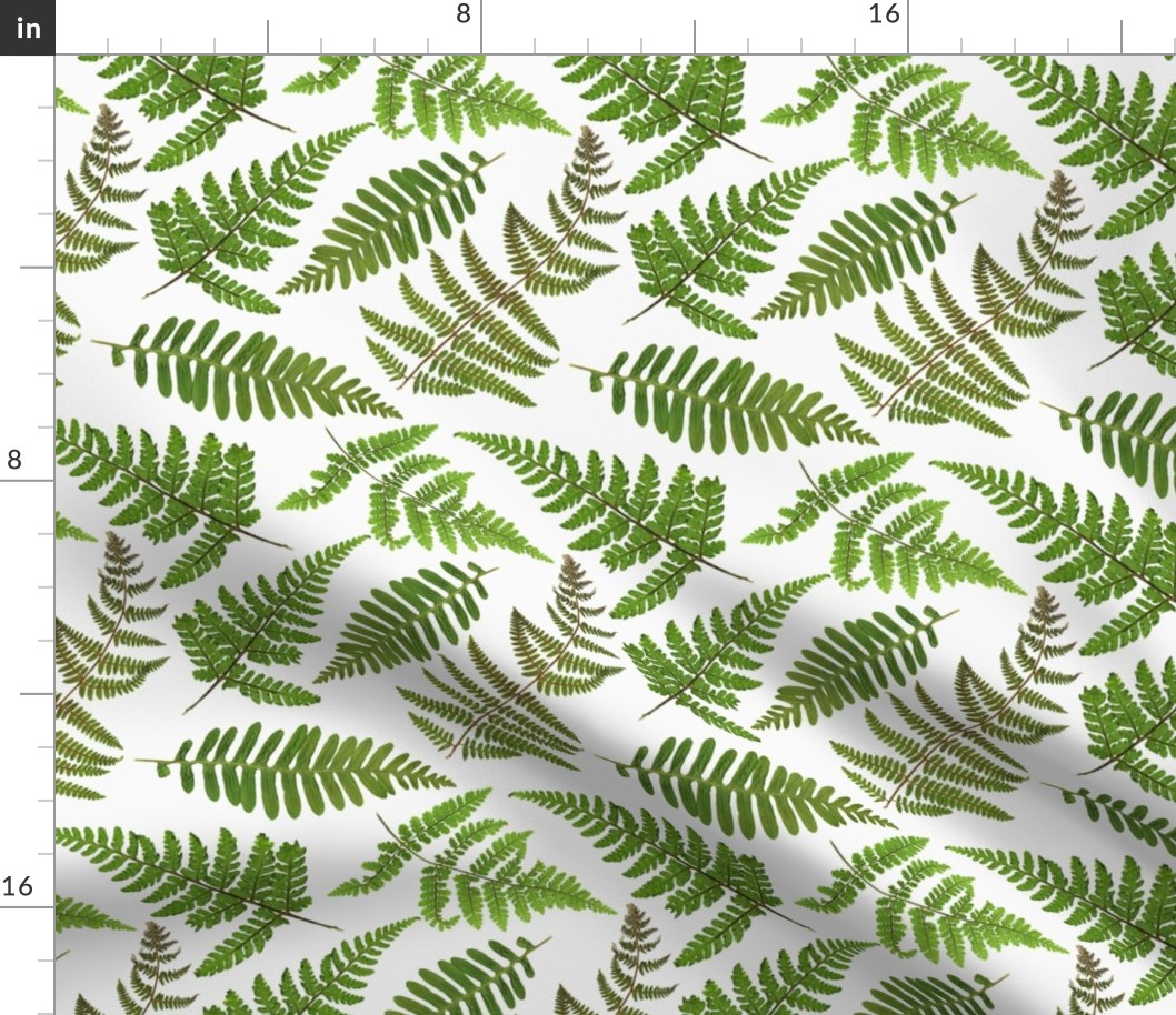 8" Pressed and dried Fern leaves - fern fabric, fern pattern on white 