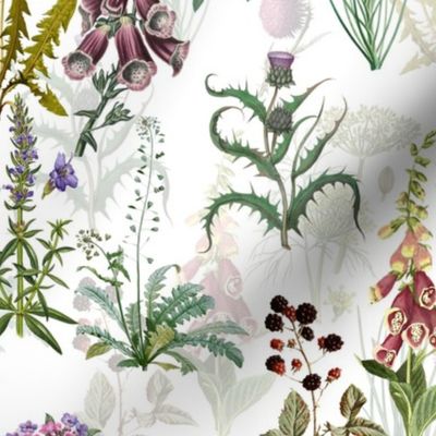 12" Beautiful Garden Plants wildflowers and Herbs, pharmacists plants double layer on white