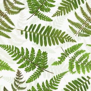 6" Pressed and dried Fern leaves - fern fabric, fern pattern on white  double layer