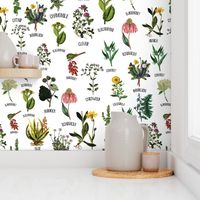 10" Plants Wiland Herbs, wildflowers pharmacists plants, Alphabet flowers on white