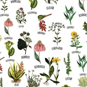 10" Plants Wiland Herbs, wildflowers pharmacists plants, Alphabet flowers on white