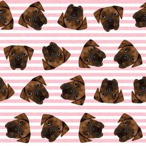 brindle boxer dogs fabric - dog fabric, brindle boxer - pink stripe