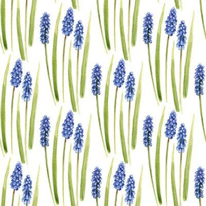 Grape Hyacinths