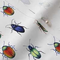 beetles (medium scale)