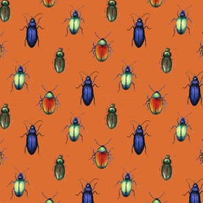 beetles (medium scale, orange)
