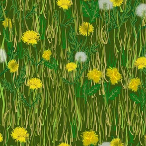 Dandelions in the yard 