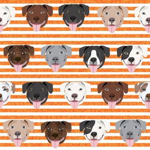 happy pitbull fabric - cute pitbulls design , dog fabric - orange stripe