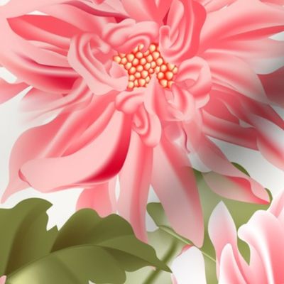 Pink dahlia flower 