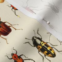 12"  Vintage Beetles and Bugs on beige cream