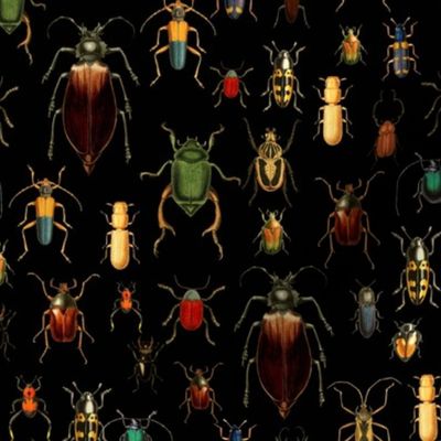 8" Vintage Beetles and Bugs on Black 