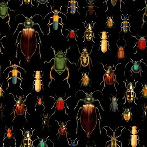 8" Vintage Beetles and Bugs on Black 