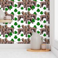 Irish_Water_Spaniels_with_shamrocks