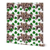 Irish_Water_Spaniels_with_shamrocks