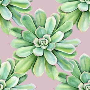 pink diamond succulent