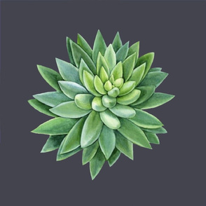 succulent 2