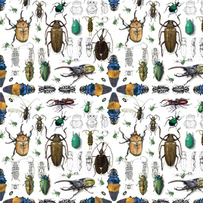 Beetles