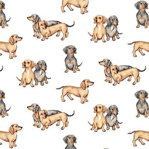 Lots of Little Dachshunds - white
